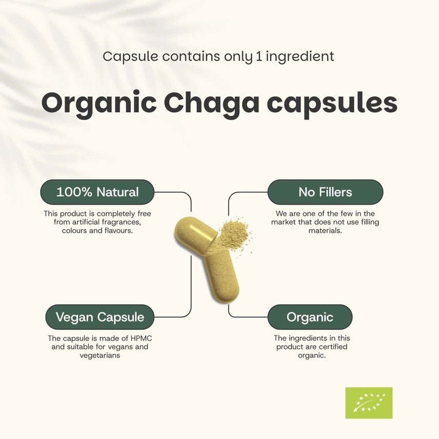 Chaga Orgánico 500 mg – 60 Cápsulas Veganas