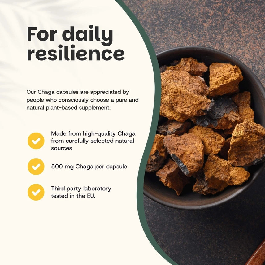 Chaga Orgánico 500 mg – 60 Cápsulas Veganas
