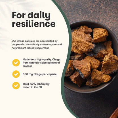 Chaga Orgánico 500 mg – 60 Cápsulas Veganas